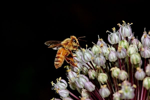 Bijen- en plantenmarkt